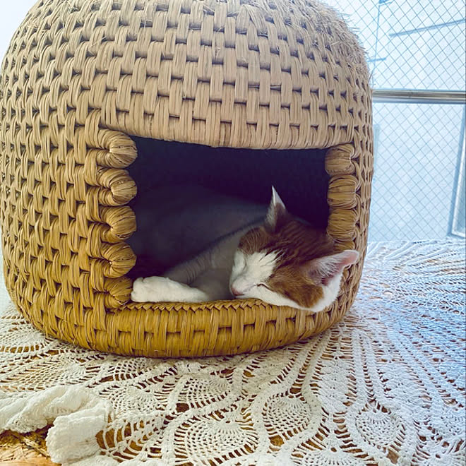 越後関川 猫ちぐら 関川村推奨観光土産 マット付き (大) えちごせきかわ 猫ちぐら 関川村推奨観光土産品