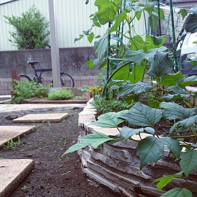 玄関/入り口/乱形石で花壇/神奈川県民♡/DIY/植物...などのインテリア実例 - 2016-06-24 18:13:34