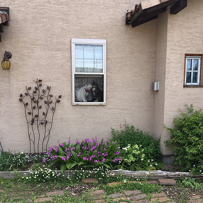 クリスマスローズ エリゲロン シラン ハーブ チェリーセージ などのインテリア実例 19 05 03 19 27 55 Roomclip ルームクリップ