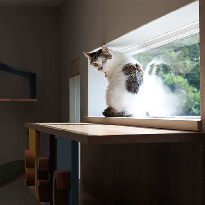 覗き窓/FIX窓/猫/猫と暮らす家/猫のための家づくり...などのインテリア実例 - 2019-09-25 12:55:06