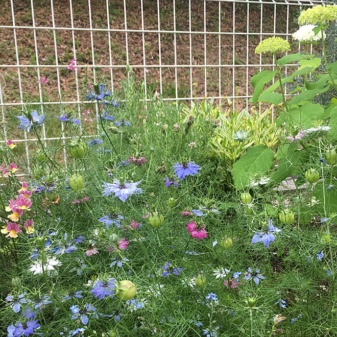 机/ニゲラの実/ラベンダー/花のある暮らし/こどものいる暮らし...などのインテリア実例 - 2018-06-01 15:56:07