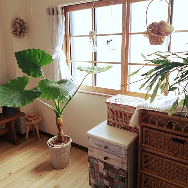 部屋全体/観葉植物のある暮らし/植物と暮らす/鉢植え/鉢植えカバー