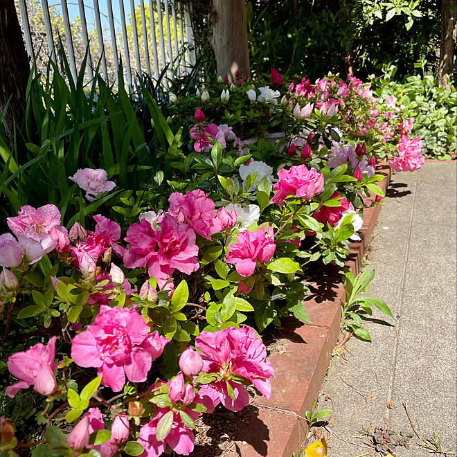 北玄関花壇 キバナオドリコソウ アザレア ガーデニング 注文住宅 などのインテリア実例 22 04 09 14 36 09 Roomclip ルームクリップ