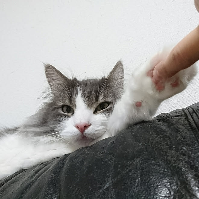 リビング/猫/ねこ/ねこのいる日常/しあわせ♡...などのインテリア実例 - 2019-06-07 17:08:43