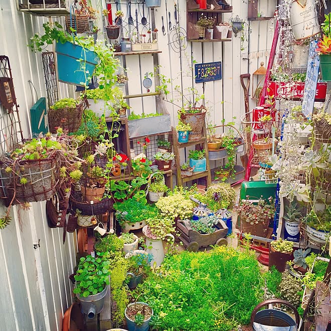 部屋全体/インスタと同じpic/多肉植物/グッデイならできる♪/NO GREEN NO LIFE...などのインテリア実例 - 2016-05-07 23:37:59