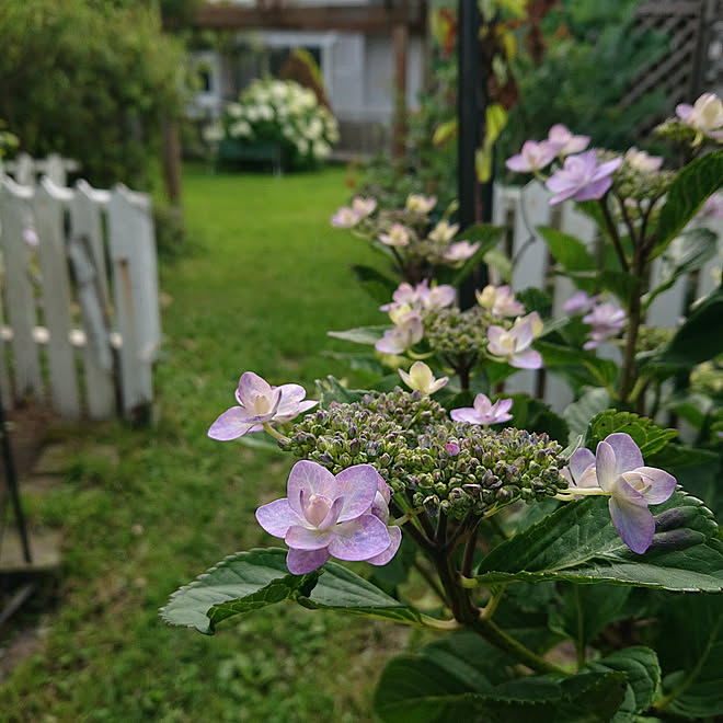 玄関/入り口/紫陽花/アナベル/庭のインテリア実例 - 2019-07-11 07:49:52