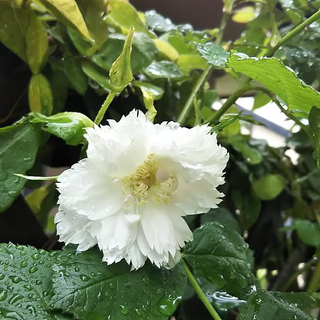 おはようございます✩.*˚/いつもいいねありがとうございます/花が好き/自然が好き/バラが好き...などのインテリア実例 - 2018-05-03 06:46:33