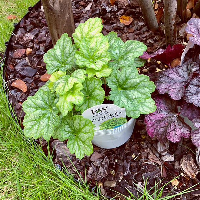 大きくなあれ フローズンマスカット ヒューケラ シンボルツリーの下 成長記録 などのインテリア実例 09 22 06 32 38 Roomclip ルームクリップ