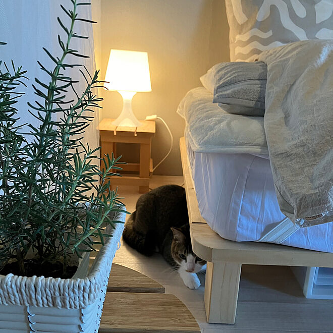 ベッド周り/ローズマリー♡/新生活/IKEA/ねこのいる風景...などのインテリア実例 - 2024-02-10 10:29:14