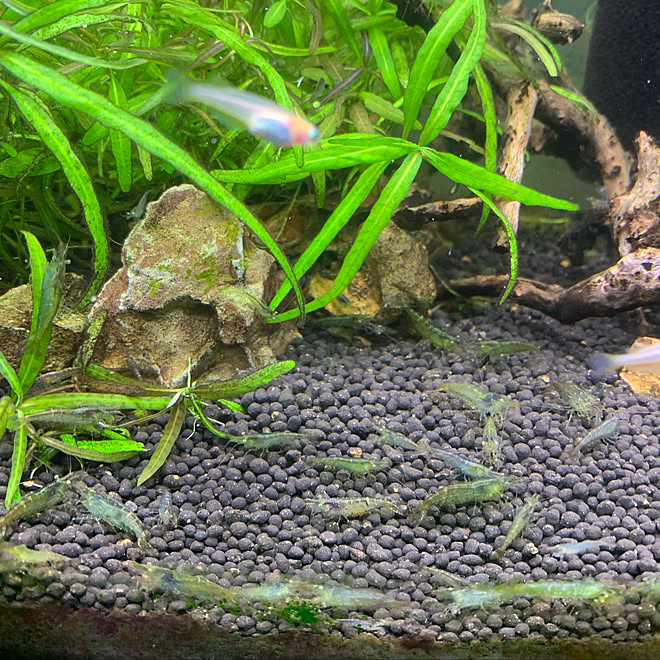 増えすぎた ミナミヌマエビ メダカ水槽 30ンチ水槽 いいね フォロー本当に感謝です などのインテリア実例 19 09 29 19 50 07 Roomclip ルームクリップ
