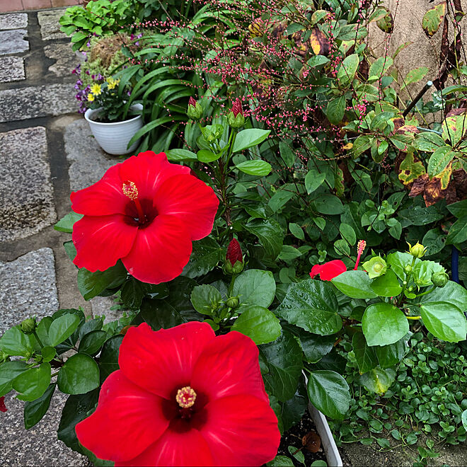 赤い花/水引/秋の庭/庭/9月の庭...などのインテリア実例 - 2020-09-26