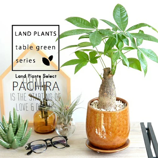 LANDPLANTSさんの部屋