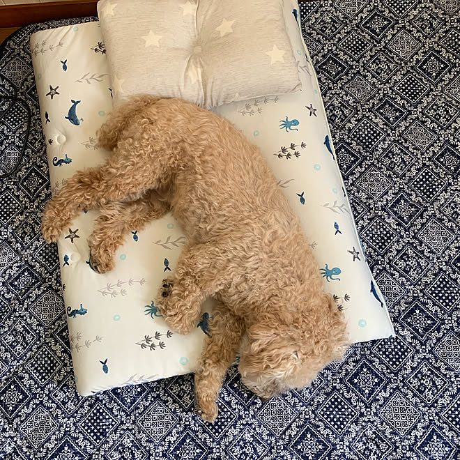 しまむら キルティングラグ Nクール ニトリ お昼寝マット ニトリ 団らんスペース などのインテリア実例 06 27 21 56 24 Roomclip ルームクリップ