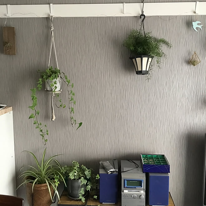 アスパラガス 多肉植物 ハンギングプランター 観葉植物 リビングのインテリア実例 19 03 19 16 26 06 Roomclip ルームクリップ