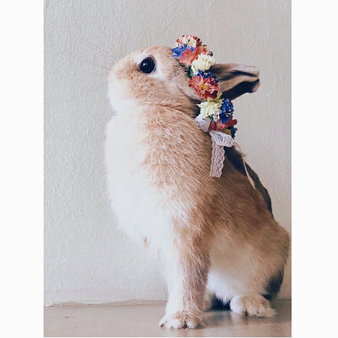 タートル(亀)祭り❓なので、うさぎ‼️笑/エイプリルフール祭り/癒し  