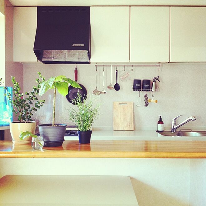 キッチン/植物/ウンベラータ/IKEA/観葉植物...などのインテリア実例 - 2014-09-02 14:39:02