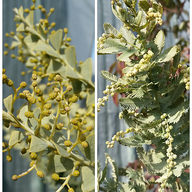 先日の大雪でミモザ全滅 ミモザの葉っぱ枯れた ミモザの花芽も全滅 先日の大雪被害 ナチュラルガーデンのインテリア実例 18 01 31 14 01 Roomclip ルームクリップ