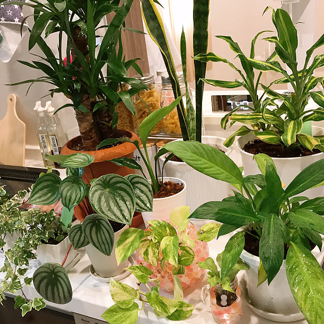 ビバホーム 癒しの空間 初心者 観葉植物大好き イベント投稿 などのインテリア実例 22 08 19 18 55 44 Roomclip ルームクリップ