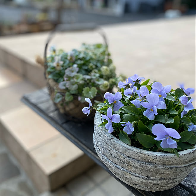 壁/天井/植物に癒される/オキナワスズメウリ部/ｺﾓﾁﾚﾝｹﾞ部/目指せグリーンサム！...などのインテリア実例 - 2022-02-08 20:54:04