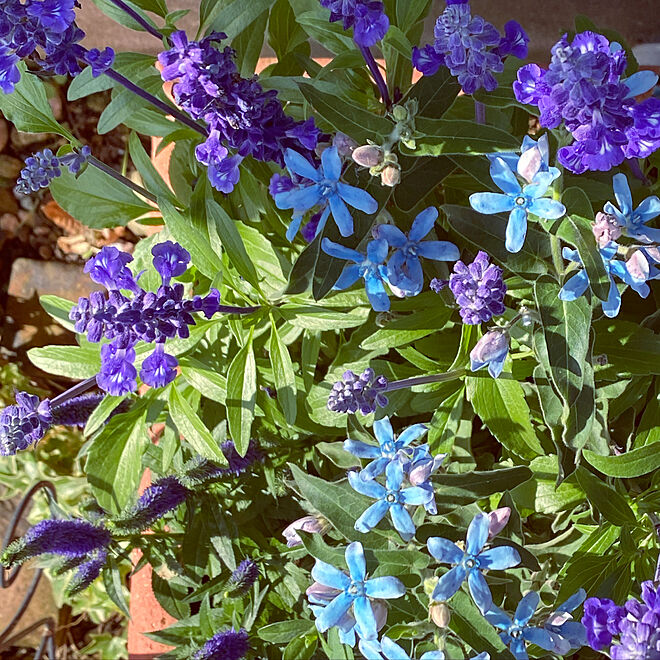 庭/ガーデニング/花のある暮らし/寄せ植え/青...などのインテリア実例 - 2022-05-29 08:23:04