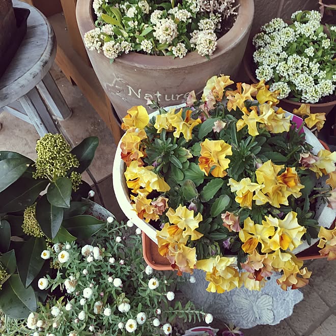 壁/天井/お花いろいろ/鉢植え/花のある暮らし/植物のある暮らし...などのインテリア実例 - 2017-02-23 08:45:37