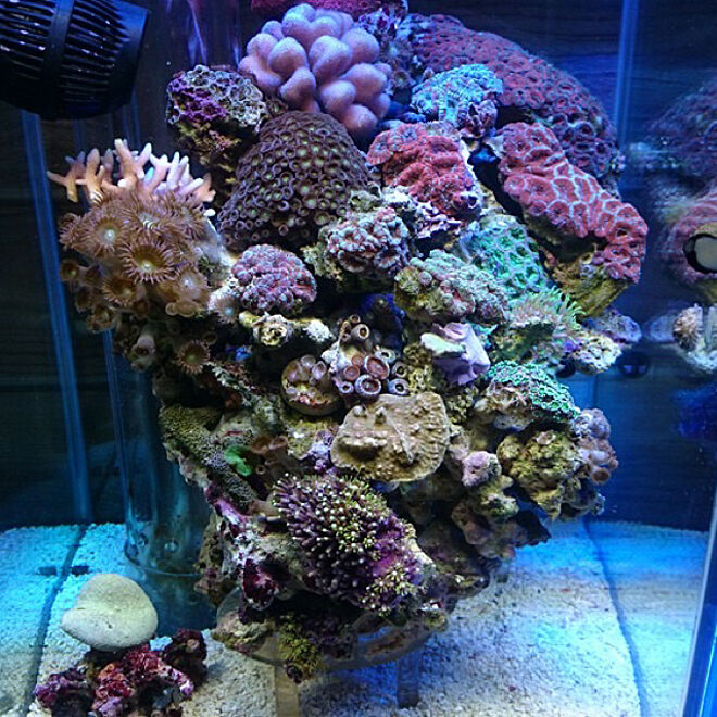 aquarium_seaさんの部屋