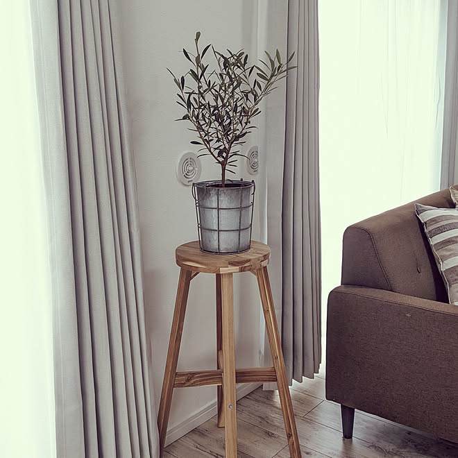 リビング 窓辺 観葉植物 オリーブの木 Ikea などのインテリア実例 22 03 11 10 55 47 Roomclip ルームクリップ