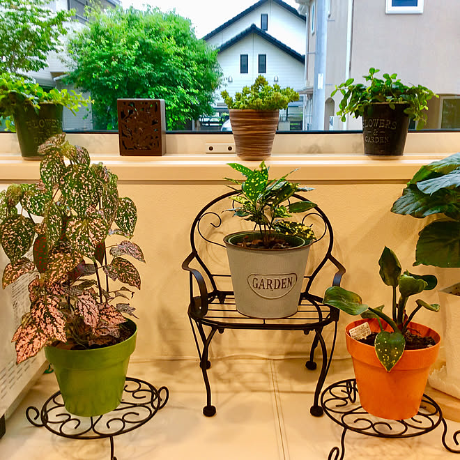 バルサン虫こないもん 虫対策 癒し 観葉植物のある暮らし 見ていただいてありがとうございます などのインテリア実例 06 01 22 39 38 Roomclip ルームクリップ