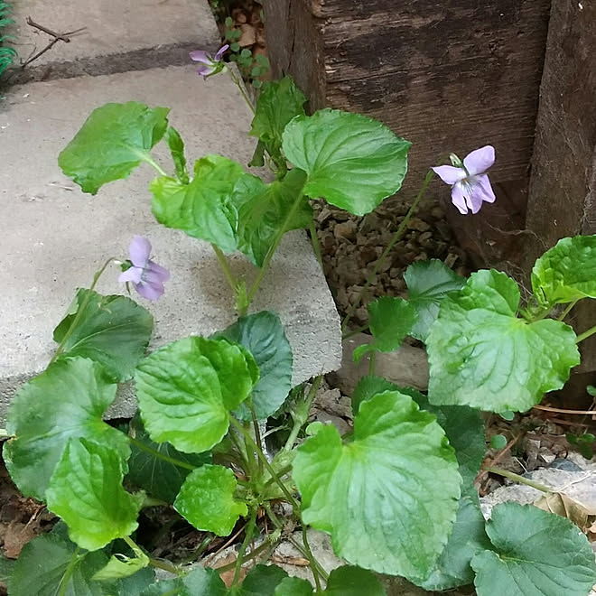 部屋全体/スミレの花/古道具のある暮らし/好きな物に囲まれて暮らしたい♡/狭小住宅...などのインテリア実例 - 2021-04-13 07:41:44