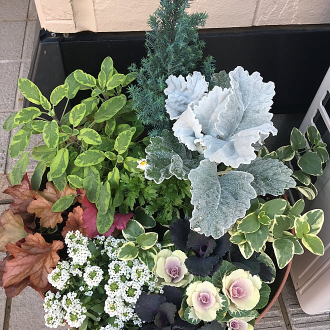 冬支度 ガーデニング 北向き玄関 玄関 入り口 お正月のお花 などのインテリア実例 19 11 17 21 21 36 Roomclip ルームクリップ