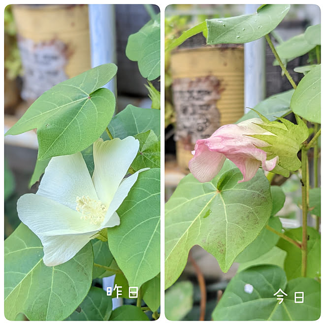 棚/観察日記...♪*ﾟ/コットンフラワー栽培中♪/淡い黄色の花から、紅色を帯びてしぼんでる/今朝見ると(✪㉨✪)...などのインテリア実例 - 2021-09-26 13:03:25