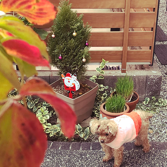 RCの出会いに感謝♡/犬と猫のいる暮らし/みて頂き有難うございます(^^)/クリスマス/やまぼうしの紅葉...などのインテリア実例 - 2020-12-19 16:53:56