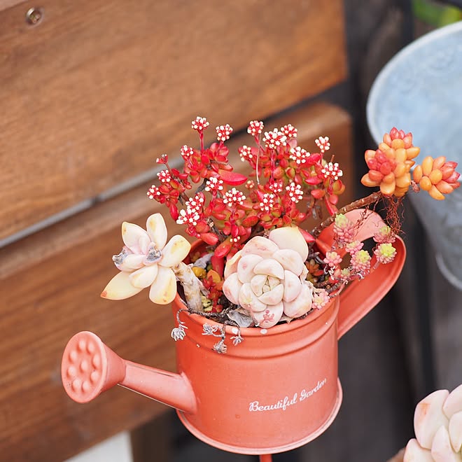 玄関/入り口/多肉植物/多肉植物寄せ植え/雑貨/寄せ植え...などのインテリア実例 - 2016-03-27 23:36:46