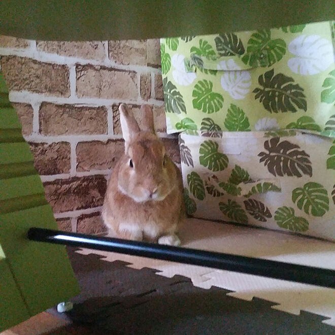 rabbitさんの部屋