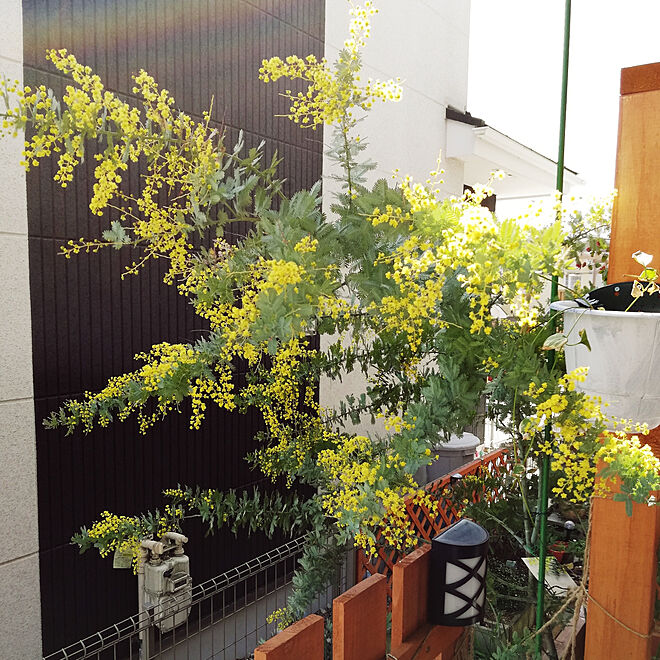 玄関/入り口/ミモザ/ミモザの花/鉢植えのミモザのインテリア実例 