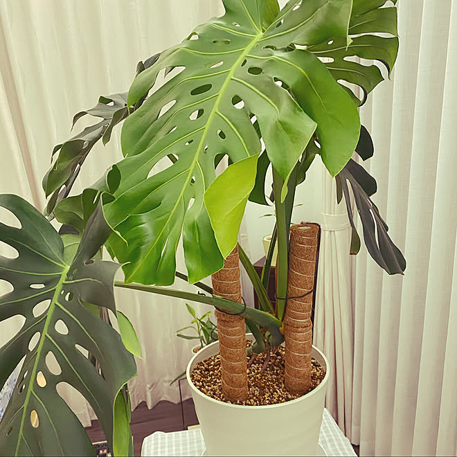 モンステラ増殖中 みどりのある暮らし リビングのインテリア実例 22 10 23 22 47 44 Roomclip ルームクリップ