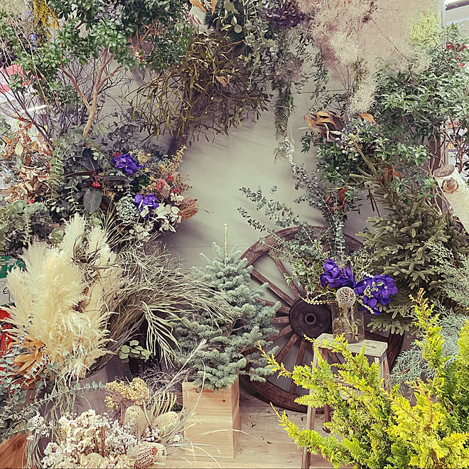 Dryflower 壁面アレンジ 撮影ブース 素敵な背景のある暮らし でんきちさんのおもいをかたちに などのインテリア実例 21 12 25 29 Roomclip ルームクリップ