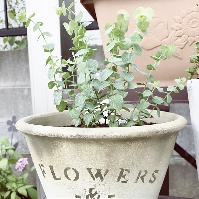 バス/トイレ/オレガノ/植物/花のある暮らし/グリーンのある暮らし...などのインテリア実例 - 2017-10-20 20:24:20