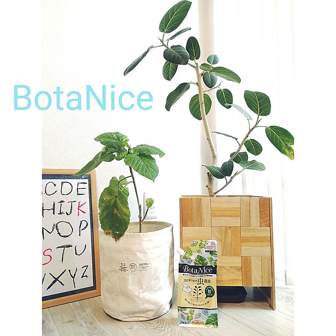 壁/天井/観葉植物/多肉植物/BotaNice/モニター当選...などのインテリア実例 - 2019-04-26 15:07:36