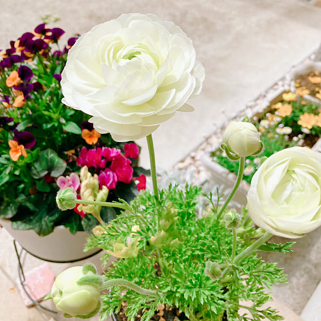 初めてのラナンキュラス/ビオラ/球根/鉢植え/ラナンキュラス...などのインテリア実例 20220405 220001 ｜ RoomClip（ルームクリップ）