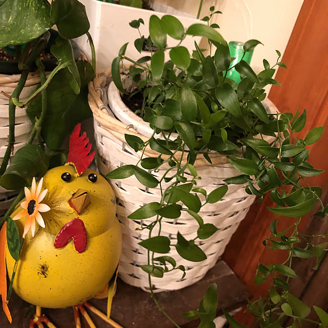 観葉植物大好き/観葉植物のある暮らし/100均/動物オブジェ/ブリキオーナメント...などのインテリア実例 - 2020-06-06 02:27:40