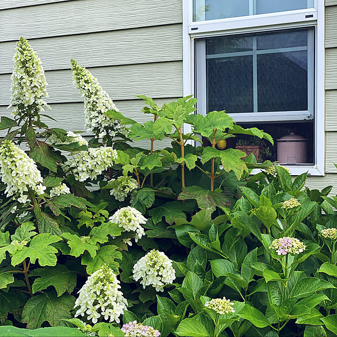 あじさい 紫陽花 庭 庭のある暮らし 癒し などのインテリア実例 06 04 06 26 55 Roomclip ルームクリップ