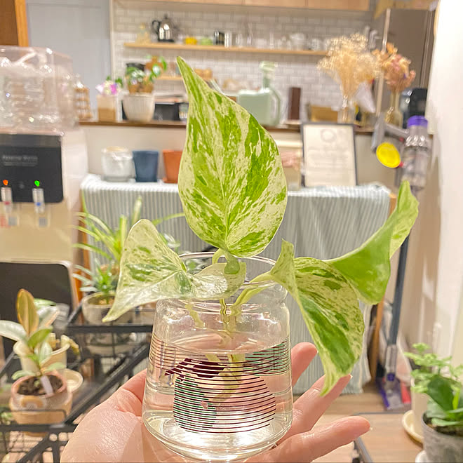 ミニプランツ カインズ カフェ風 観葉植物初心者 癒しの空間 などのインテリア実例 22 09 29 21 56 00 Roomclip ルームクリップ