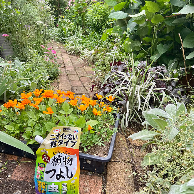 手作りの庭/シェードガーデン/いろいろな植物つよし/アースガーデン/害虫対策...などのインテリア実例 - 2023-06-02 17:55:16