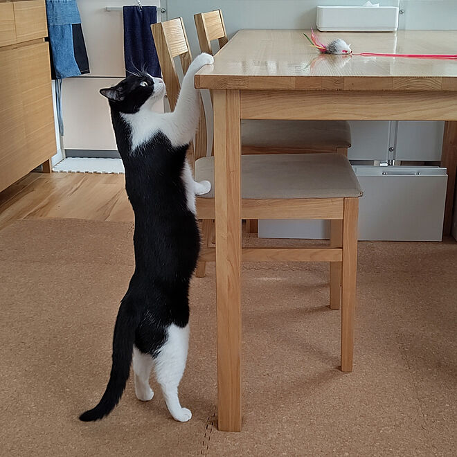 無垢の家具 保護猫 ケチケチリフォーム 低予算 無印良品 などのインテリア実例 06 06 13 31 Roomclip ルームクリップ