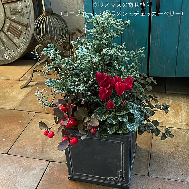 部屋全体/手作りリース/クリスマスの寄せ植え/クリスマス/マンション暮らし...などのインテリア実例 - 2023-12-14 21:31:11