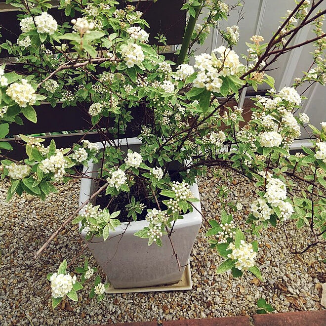 部屋全体/こでまり咲き始めました/こでまり。可愛い❤/毎年楽しみ♡/植木鉢で育てた花のインテリア実例 - 2021-04-23 10:16:10