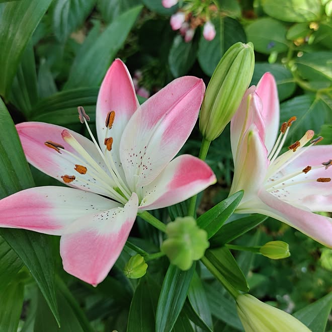 部屋全体/北海道/薔薇/小さな庭/花のある暮らし...などのインテリア実例 - 2023-06-27 08:29:21