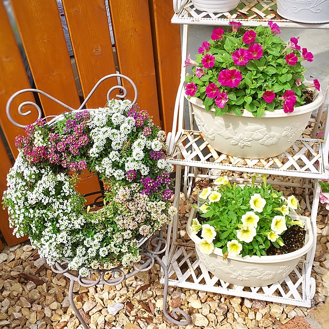 玄関 入り口 ガーデニングスペースdiy カインズ リース型 寄せ植え グリーンのある暮らし などのインテリア実例 17 05 27 19 59 34 Roomclip ルームクリップ