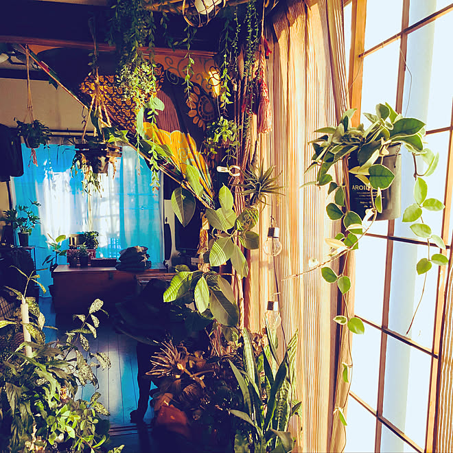 壁/天井/観葉植物大好き/観葉植物のある暮らし/観葉植物のある部屋/my room...などのインテリア実例 - 2017-11-16 16:26:02